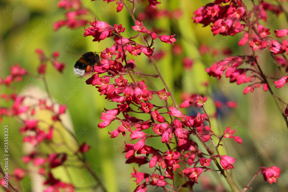 Close-up of Heohera blood - red flowers in a botanical garden (lat.
Heuchera sanguinea Engelm.  