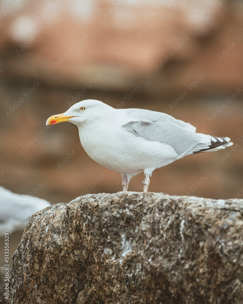seagull on the rock seagull on the rock