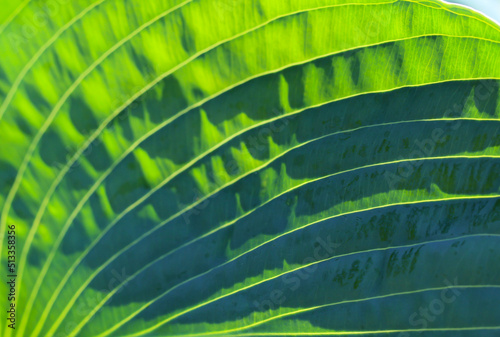 Close-up (macro shoot) of a hosta flower leaf (lat. Funcion) in sun  light as a green background or texture