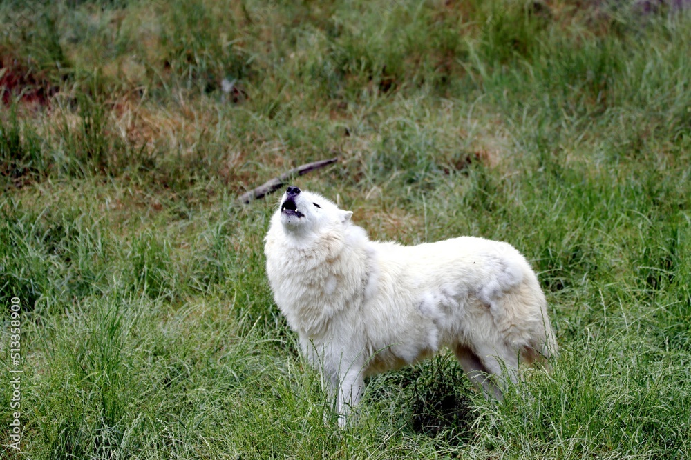 loup loup