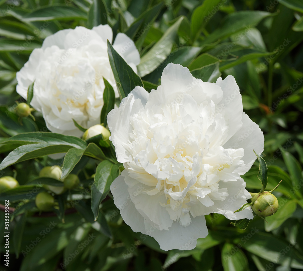 Paeonia (x) lactiflora) Grandes fleurs blanches à pétales doubles de Pivoine  de Chine 'Duchesse de Nemours' ou pivoine herbacée Stock-Foto | Adobe Stock