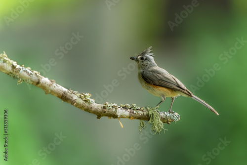 Tufted Titmouse Perched on Tree Branch