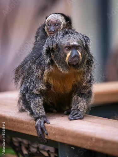 Photography Vertical shot of a young monkey climbing on her mothers back