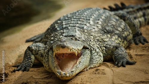 Closeup shot of an adult crocodile with its huge mouth open for cooling