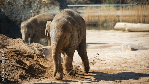 Canvas Print Beautiful shot of two elephants playing in mud near the pond