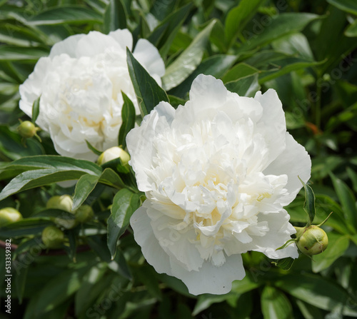 Fototapeta Naklejka Na Ścianę i Meble -  (Paeonia (x) lactiflora) Grandes fleurs blanches à pétales doubles de Pivoine de Chine 'Duchesse de Nemours' ou pivoine herbacée