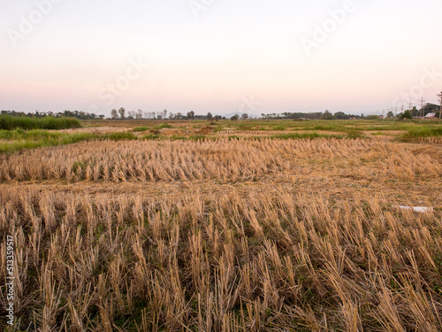 Evening sunset sky over rice field in Thailand