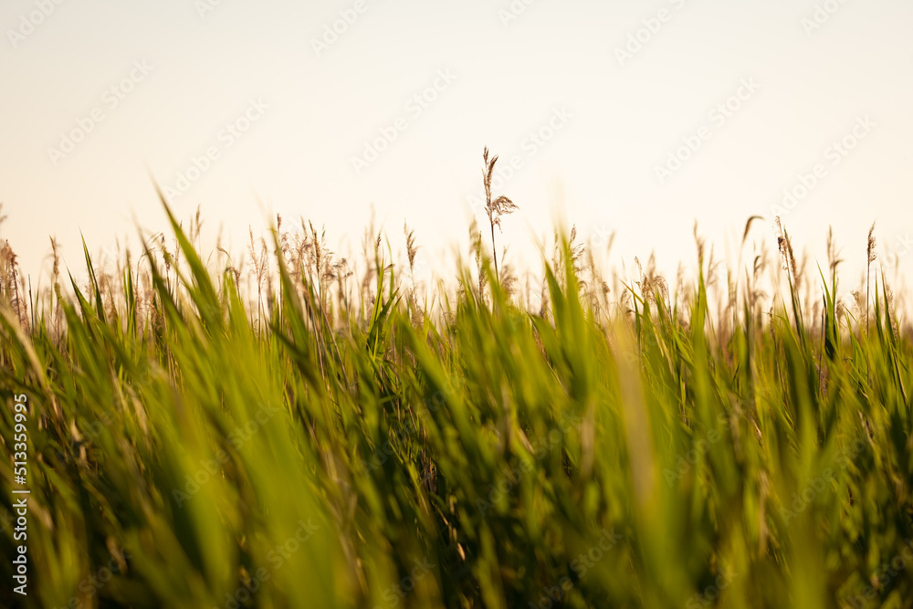 Meadow grass and flowers in the evening golden hour with blurred background. Summer, spring and autumn nature scenic backdrop. Beautiful, natural pampas and reeds plants on a field in sunset. Blur