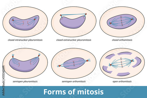 Forms of mitosis. 6 common mitosis forms, based on state of nuclear envelope and symmetry and location of central spindle, including closed orthomitosis and semiopen pleuromitosis. photo