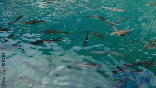 Wallpaper Mural A handheld footage of variety of trout moving in the Lake Blausee. Torontodigital.ca
