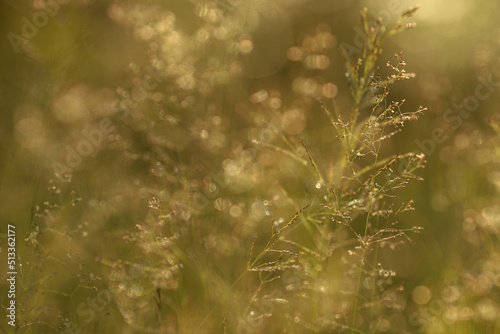 Green grass in a forest at sunset. Macro image  shallow depth of field. Blurred summer nature background..