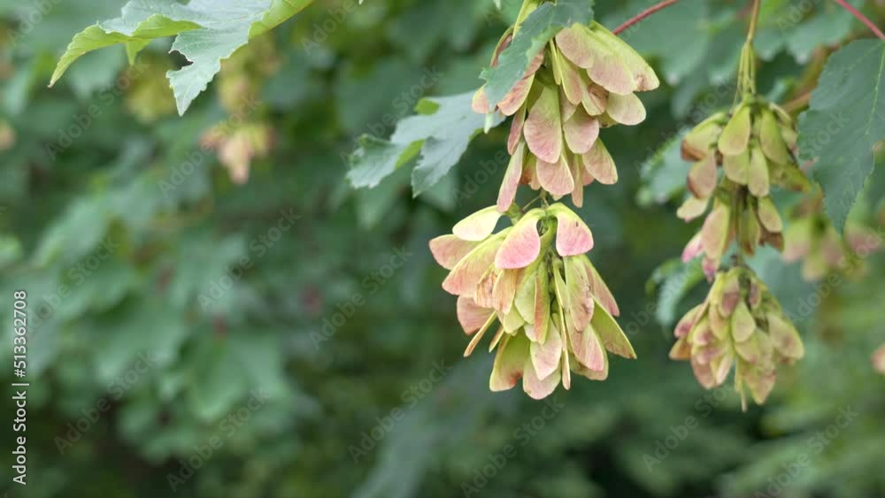 Winged seeds of sycamore maple in summer forest. Acer pseudoplatanus. Close up