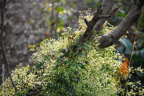 Beautiful white flowering parasitic plant hanging on tree