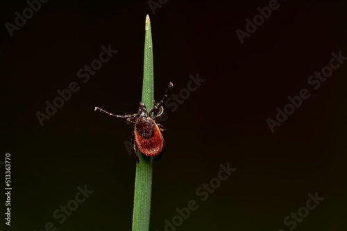 Closeup shot of a red mite on the green leaf on the black background photo