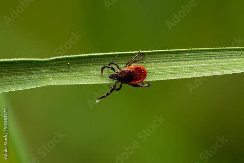 Closeup shot of a red mite on the green leaf on the blurry background photo