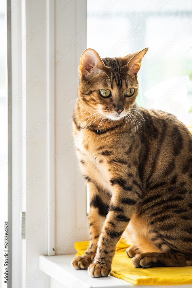 portrait of a luxurious bengal cat portrait of a luxurious bengal cat