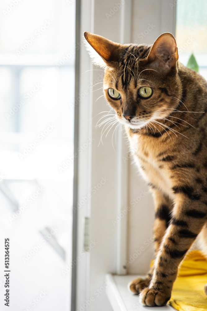 portrait of a luxurious bengal cat