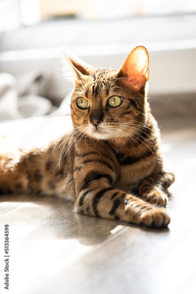 Bengal cat, in a bright modern apartment in daylight.