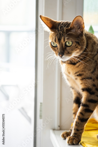 portrait of a luxurious bengal cat