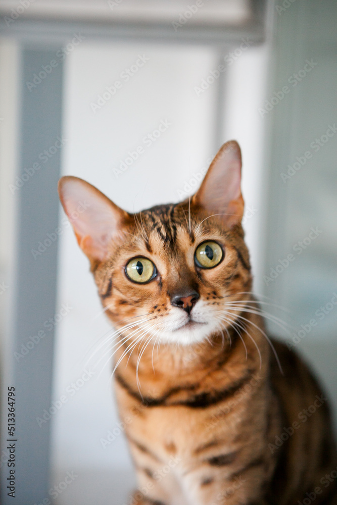 Bengal cat, in a bright modern apartment in daylight.