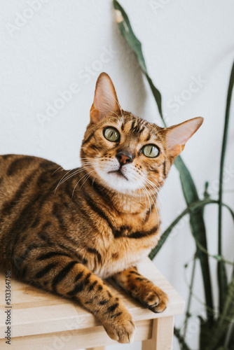 Fototapeta Naklejka Na Ścianę i Meble -  Bengal cat, in a bright modern apartment in daylight.