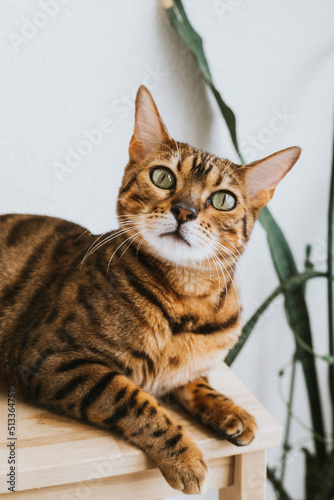 Fototapeta Naklejka Na Ścianę i Meble -  Bengal cat, in a bright modern apartment in daylight.