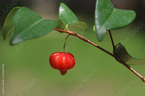 Surinam cherry or pitanga (Eugenia uniflora) is often used in gardens as a hedge or screen. photo