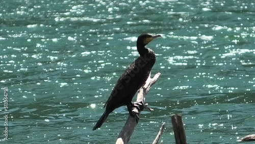 cormorano