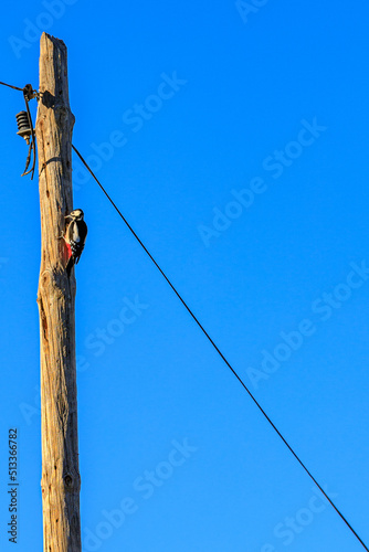 woodpecker on telephone pole