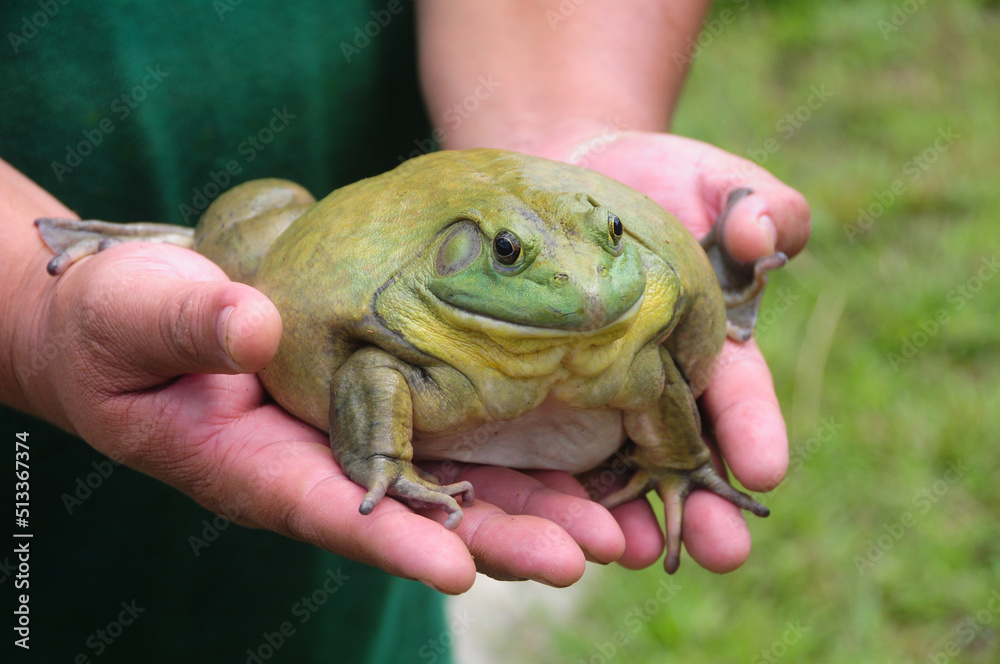 Giant African Bullfrog on hand. Copy space and animal concept foto de