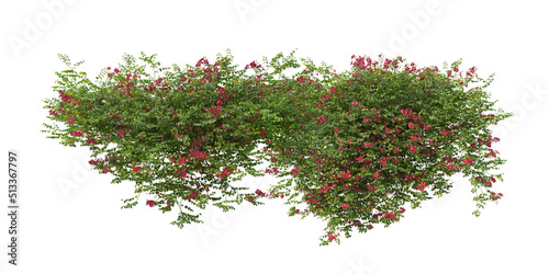 Plants and flowers with white background