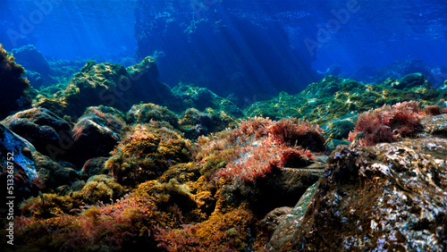Fototapeta Naklejka Na Ścianę i Meble -  Colorful underwater landscape