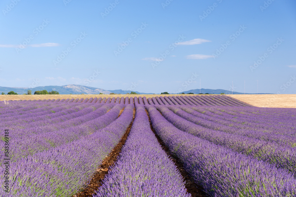 Lavender field in Provence, Valensole, France