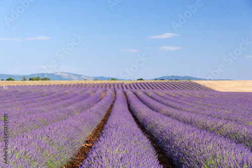 Lavender field in Provence, Valensole, France