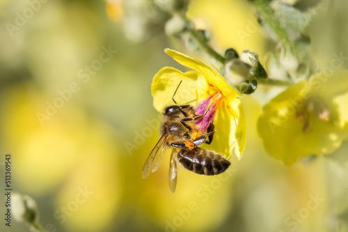 Quadro em tela Abeja Apis Mellifera polinizando Verbascum y bonito bokeh