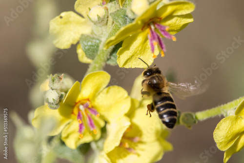 Fotografia Abeja Apis Mellifera polinizando Verbascum y bonito bokeh