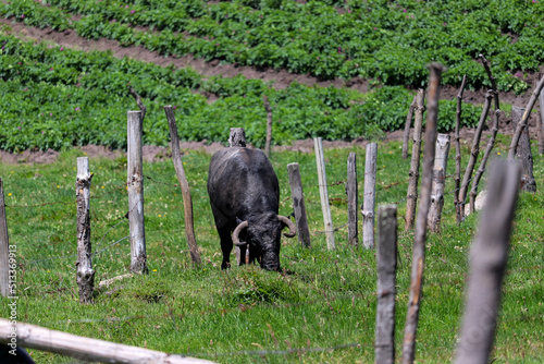 toro de lidia comiendo pasto en el campo y de fondo un sembrio de papas  photo