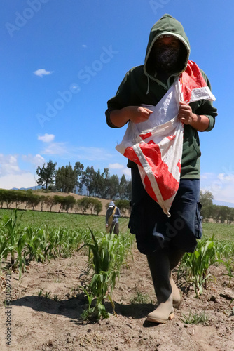 agricultor latino cargando una bolsa llevando abono y fertilizante para un sembrio de maiz photo