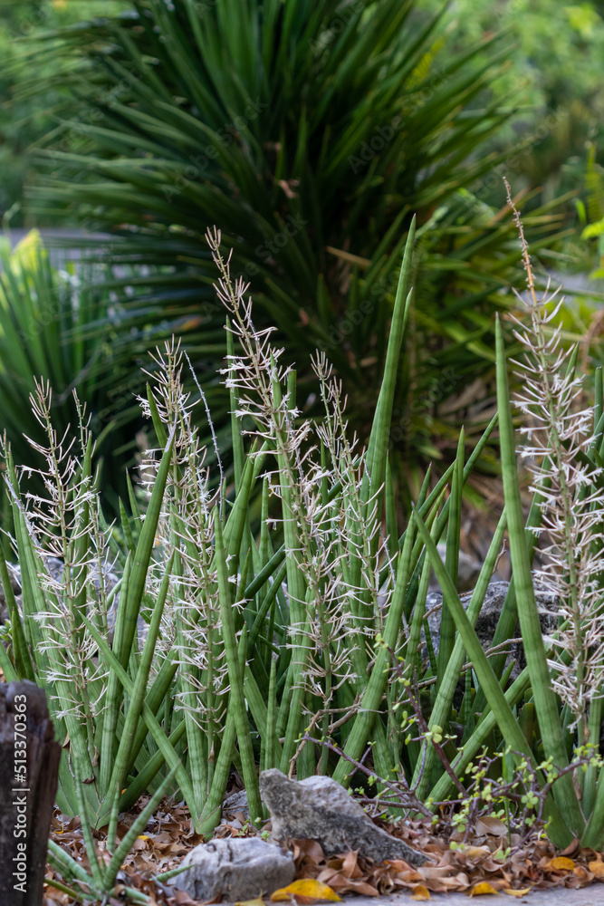 succulents in flower