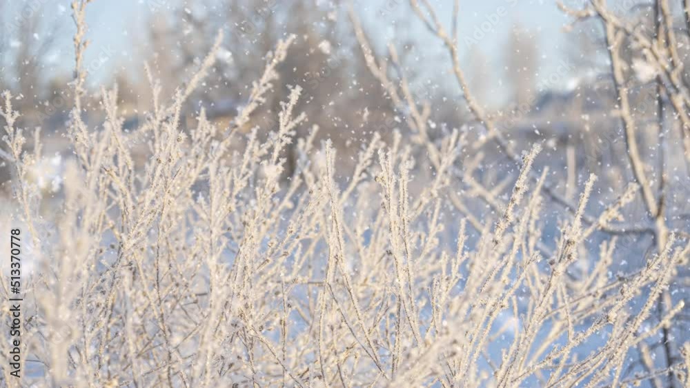 Frosty weather. Winter background. Soft snowfall in the winter snowy forest. First frost at frozen field plants close-up. Dry plants covered with snow Sunny frosty morning. Selective focus Frosty weather. Winter background. Soft snowfall in the winter snowy forest. First frost at frozen field plants close-up. Dry plants covered with snow Sunny frosty morning. Selective focus