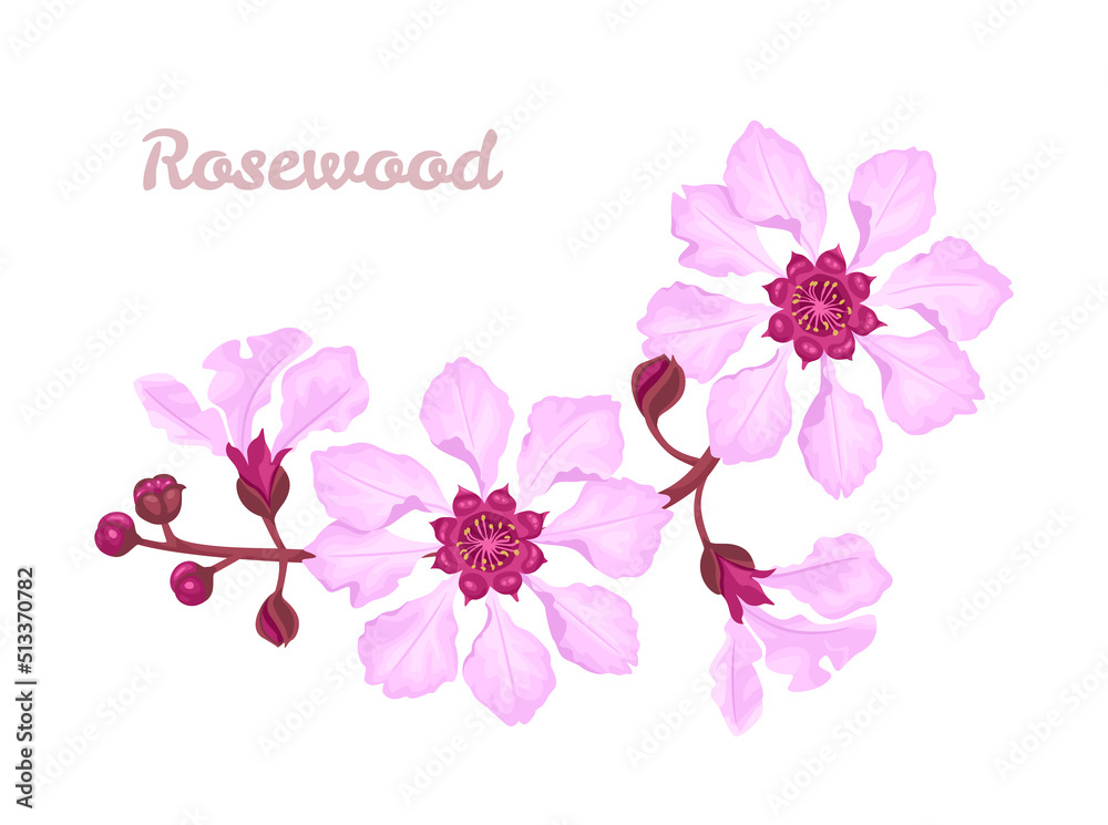 Rosewood tree branch isolated on white. Pink flowers and buds. Floral vector cartoon illustration.