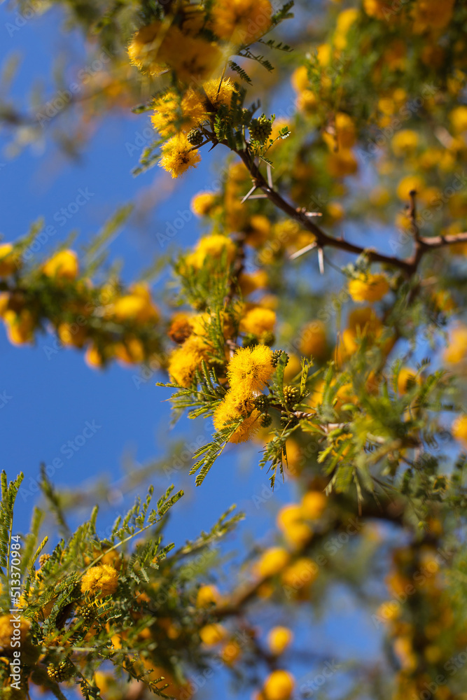 Branch with bright yellow flowers of Mimosa (acacia) against the blue sky Branch with bright yellow flowers of Mimosa (acacia) against the blue sky