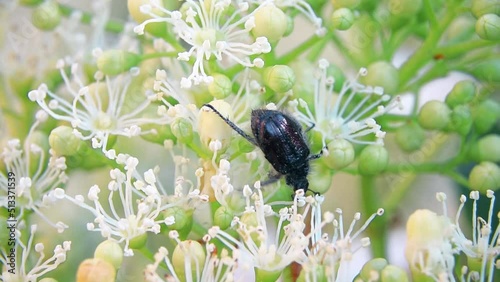 A bug collects nectar on flowers. A bug in the garden. Hydrangea flowers. Blooming flowers and bug collect pollen.