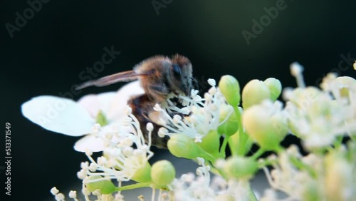 A Bee collects nectar on flowers. A bee in the garden. Hydrangea flowers. Blooming flowers and bees collect pollen.
