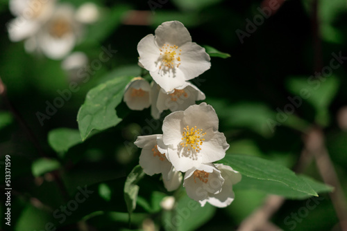 Close up of jasmine flowers in a garden.