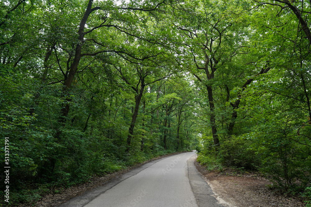 Beautiful tree lined road in the Tunnel of Trees in the forest Beautiful tree lined road in the Tunnel of Trees in the forest