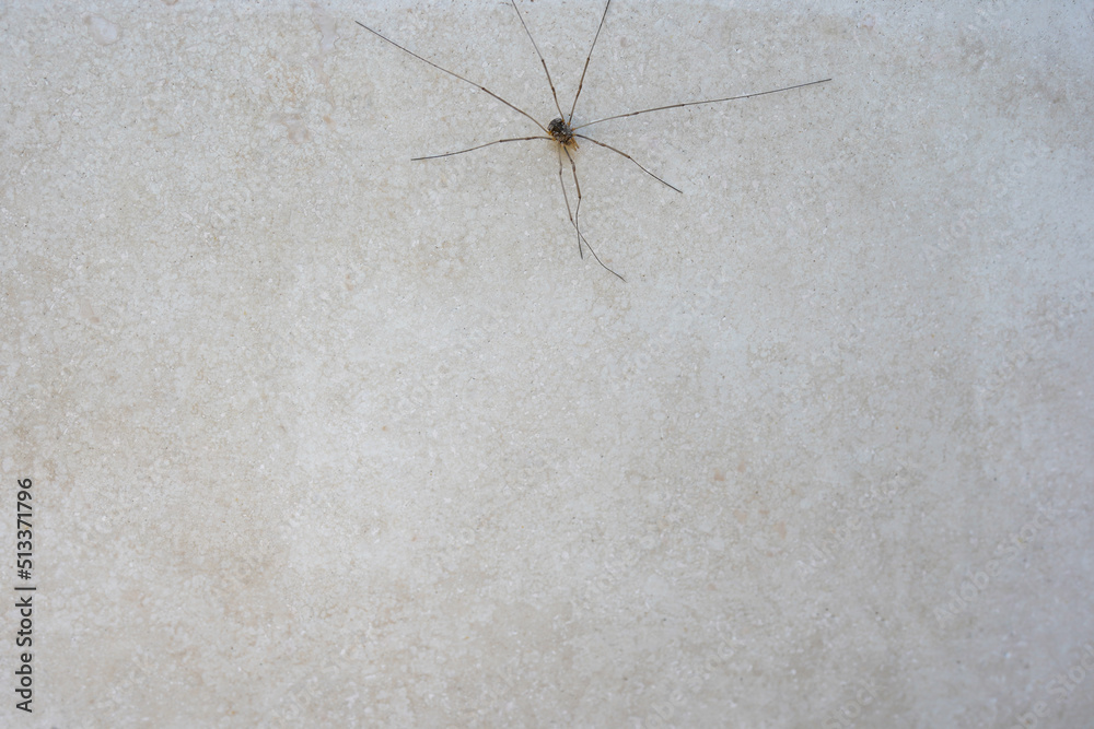 Grey wall with spider, background with copy space. Concrete texture