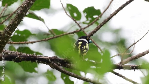 Black and yellow broadbill photo