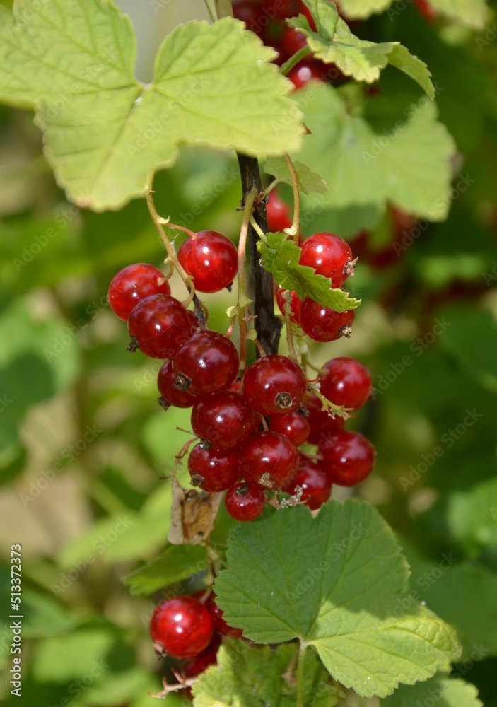 Rote Johannisbeeren reifen am Strauch im Garten