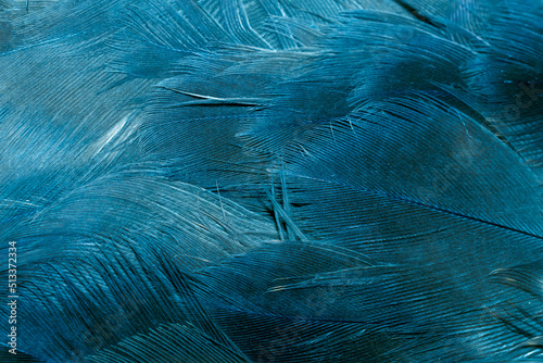 Foto blue hawk feathers with visible detail. background or texture
